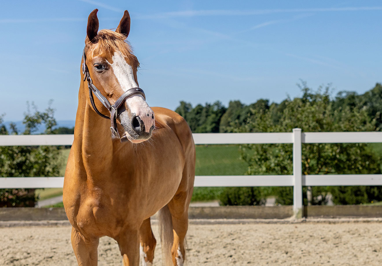 Les Verdets E‑Novision 1D9A1765