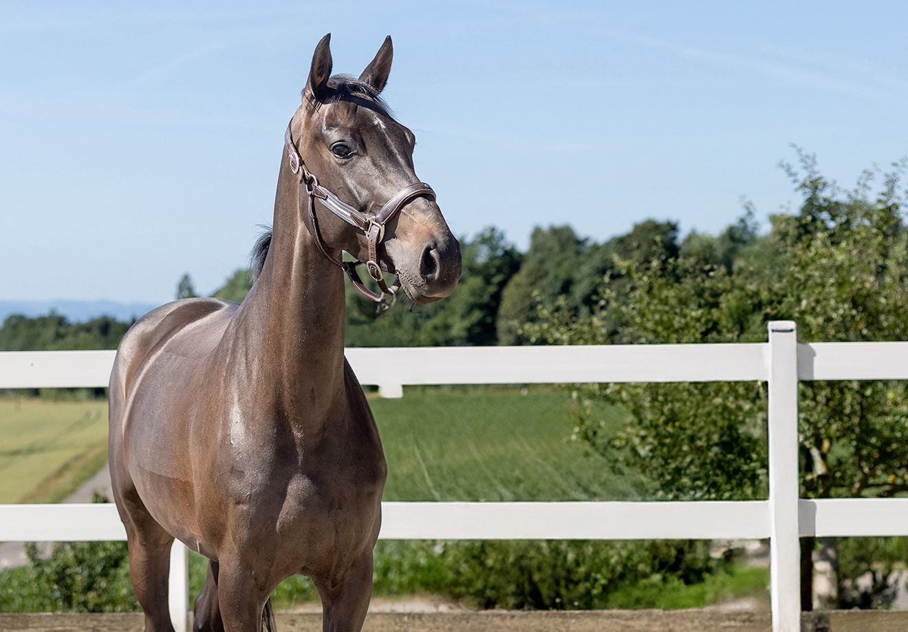 Les Verdets E‑Novision 1D9A1791