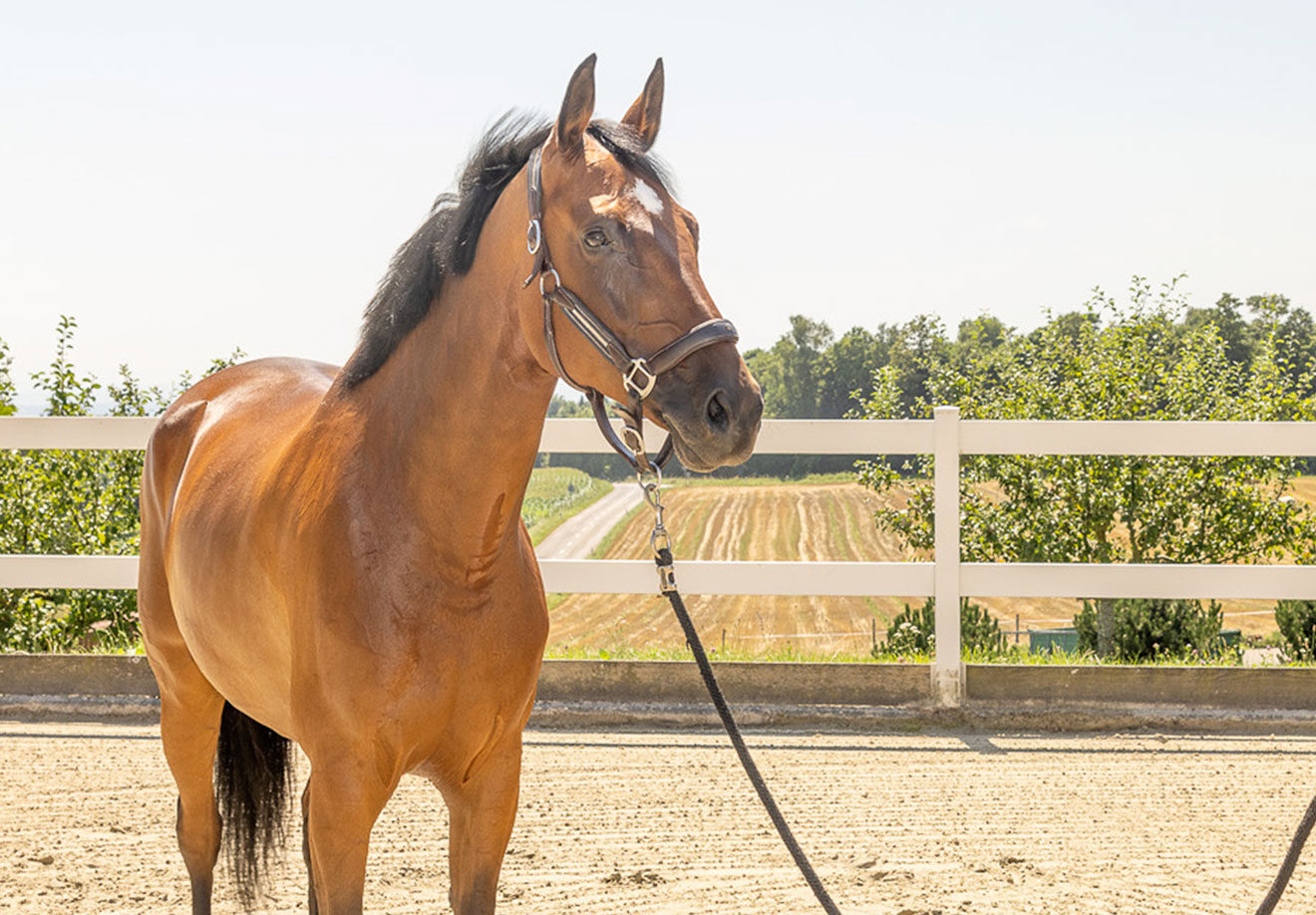 Les Verdets E‑Novision 1D9A3708