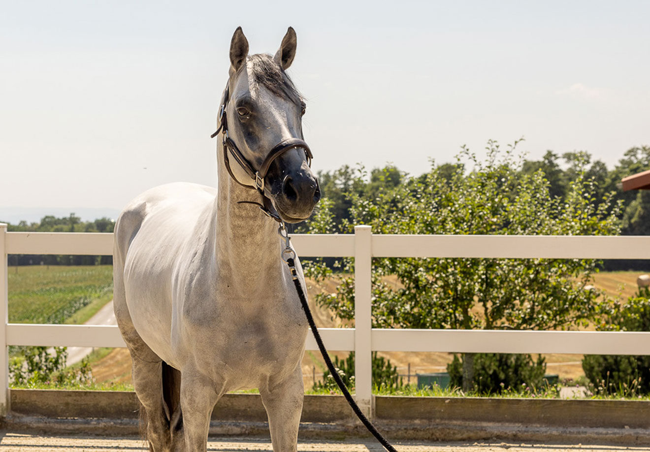 Les Verdets E‑Novision 1D9A3800